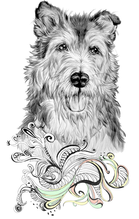 Zeichnung Hundeportrait Terrier