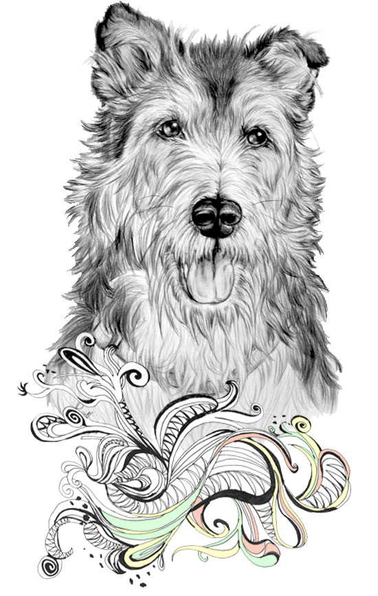 Zeichnung Hundeportrait Terrier Zeichnung Hundeportrait Terrier
